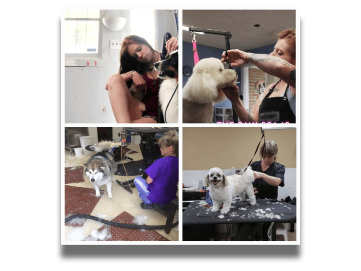 Divine Tyming Dog Grooming