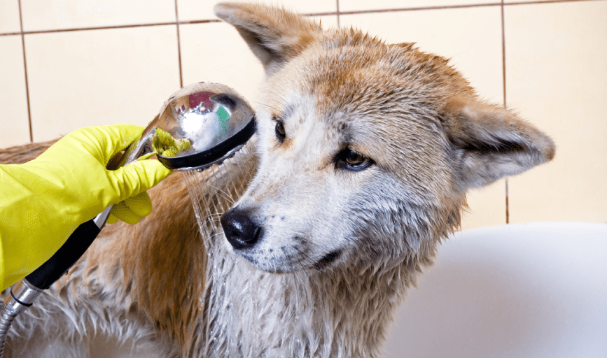 Dog Bath Service