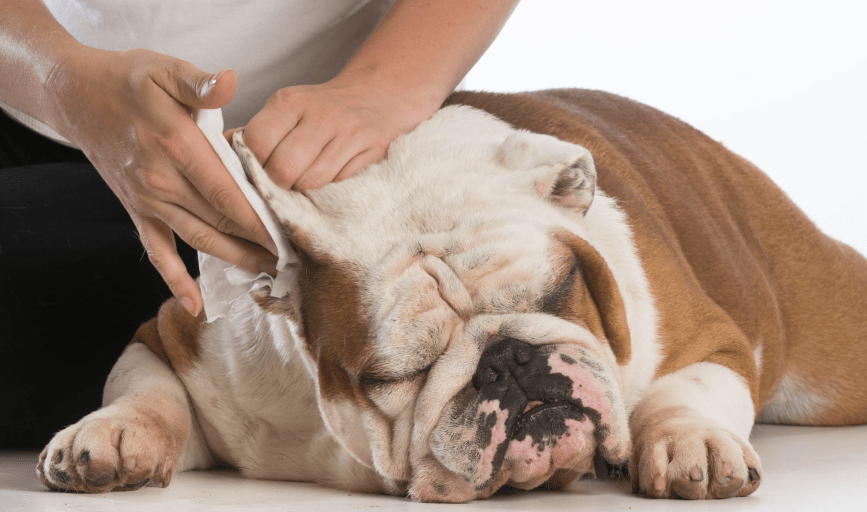 Dog Ear Cleaning