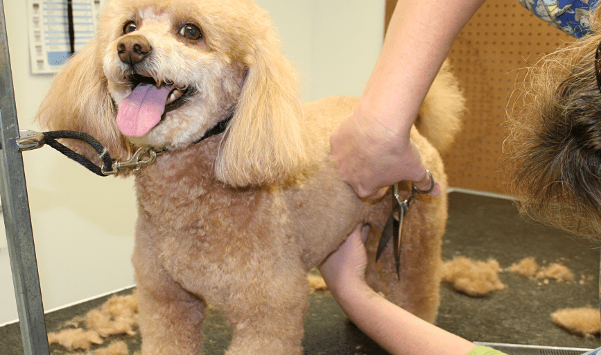 Dog Haircut