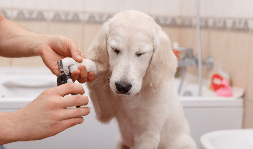 Divine Tyming Dog Grooming