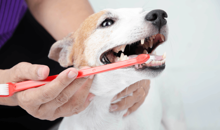 Divine Tyming Dog Grooming
